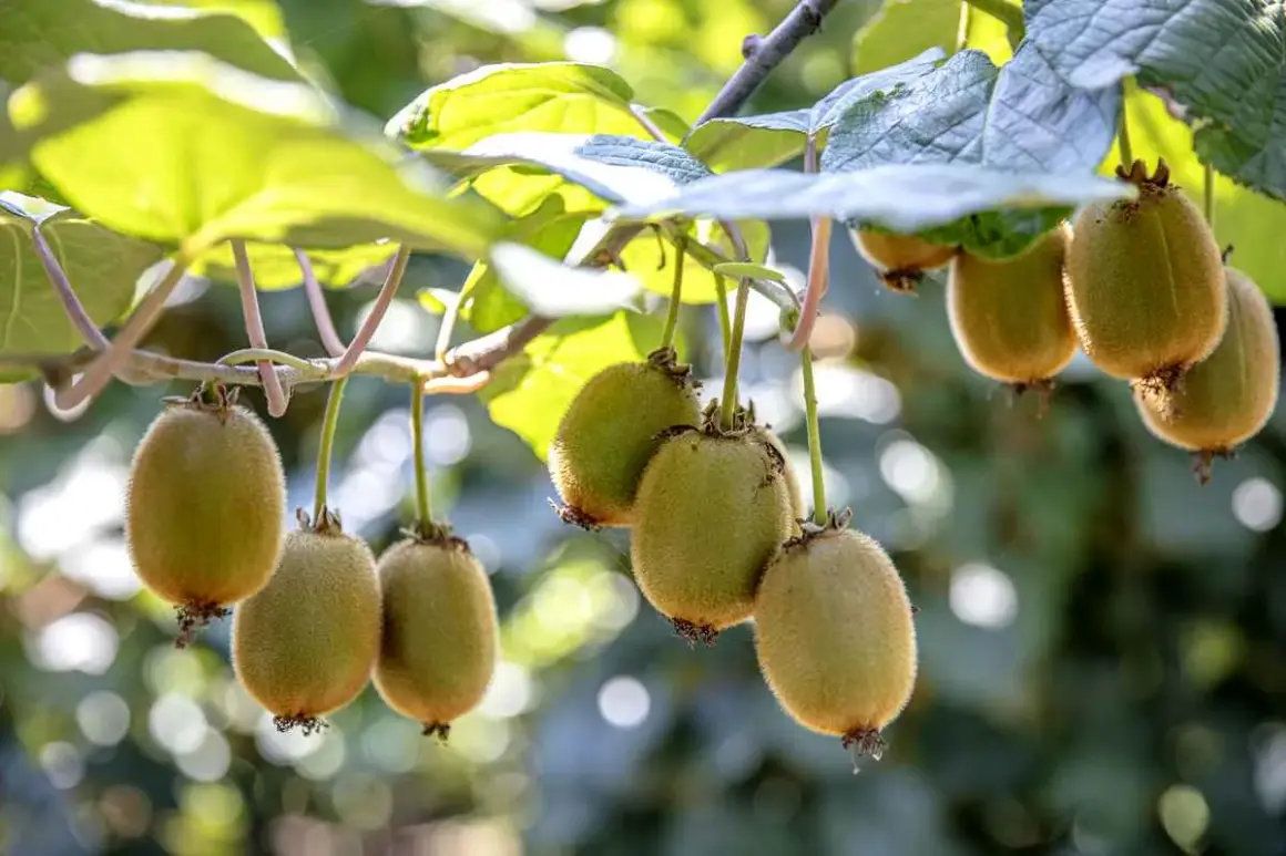Grappes de fruits du kiwi mûrs pendant sur une branche de la kiwi plante, avec des feuilles vertes en arrière-plan.