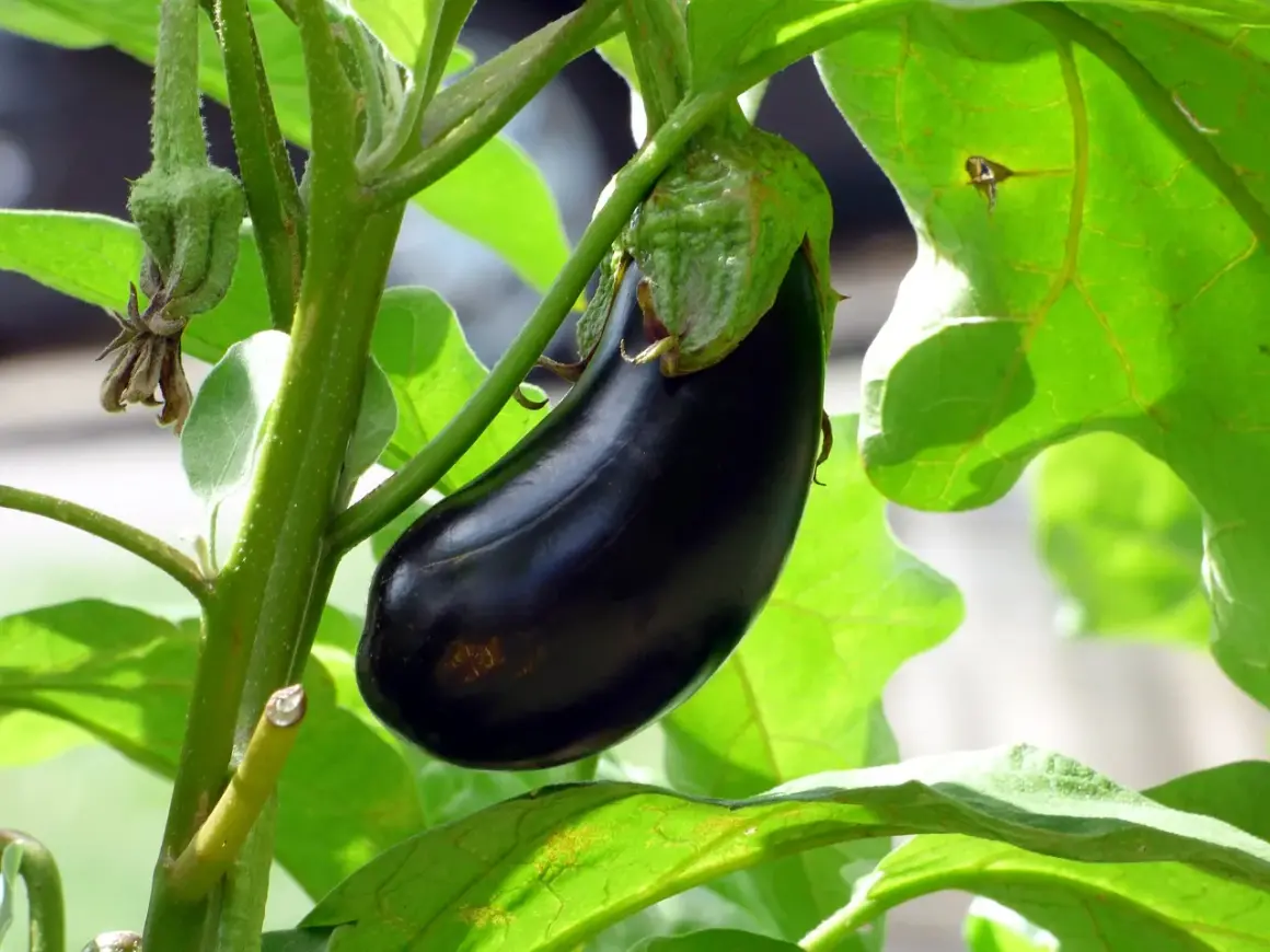 Un plant d'aubergine porte un fruit sombre et brillant, entouré de grandes feuilles vertes.