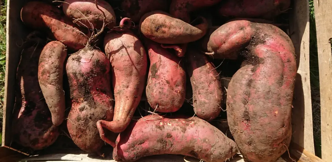 Gros tas de patates douces rouges, terreuses, dans une caisse en bois. Parfait pour savoir quand planter les patates douces.
