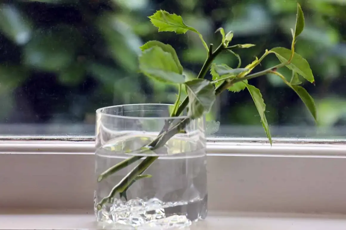 Des boutures de rosiers dans un verre d'eau, prêtes à prendre racine. Le moment idéal pour savoir quand faire des boutures de rosiers.
