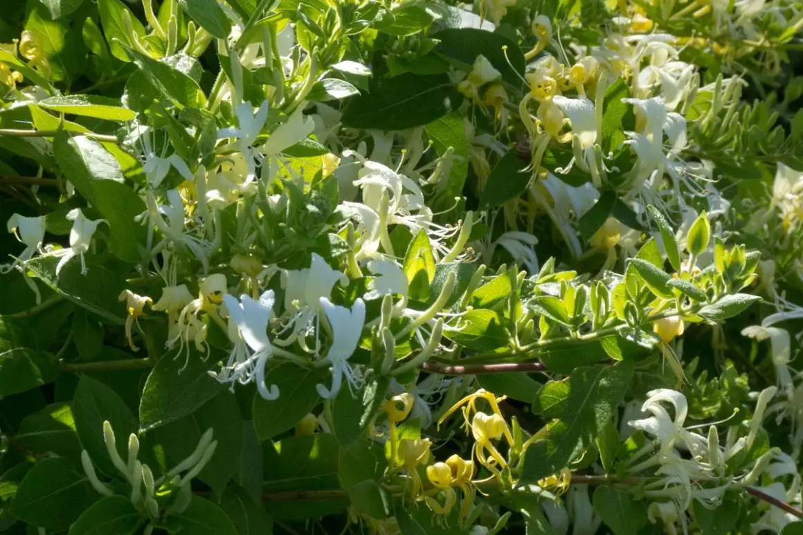 Un parterre de chevrefeuille en pleine floraison, avec des fleurs blanches et jaunes délicates se mêlant aux feuilles vertes luxuriantes.
