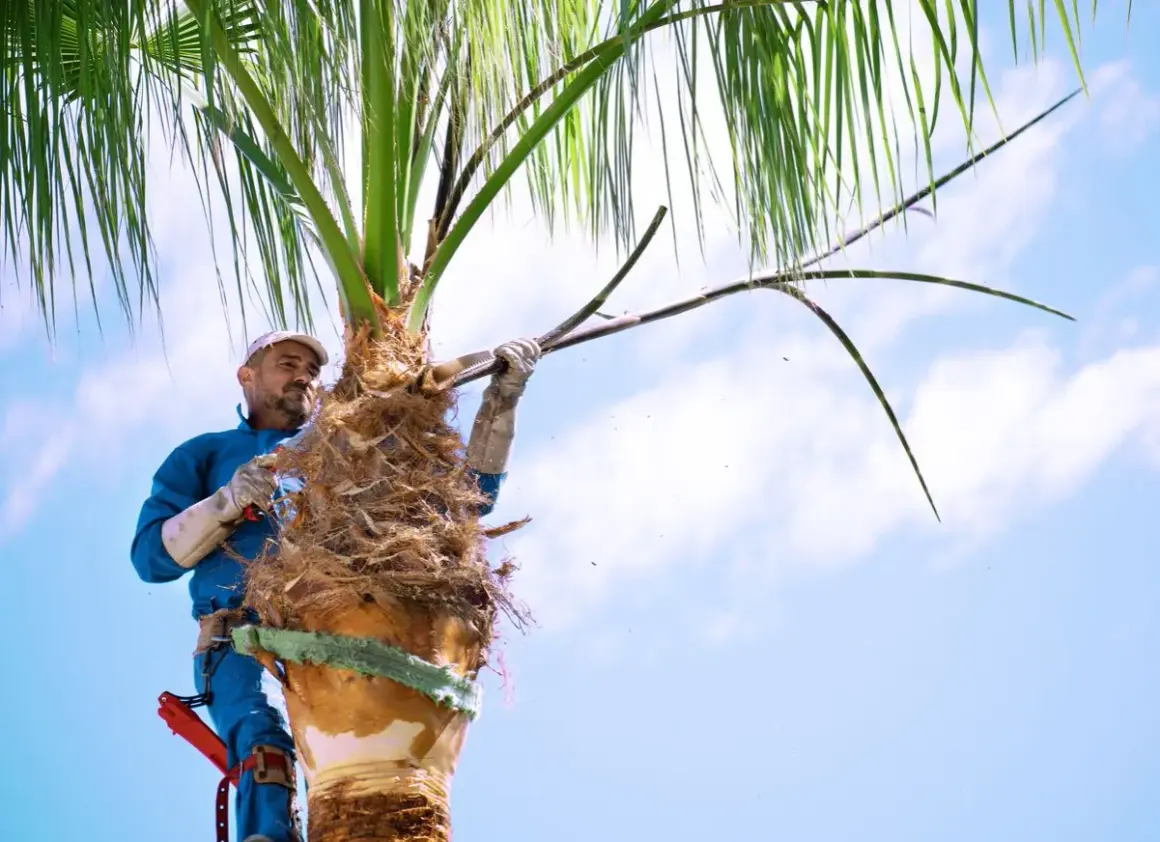 Un homme taille un palmier, enlevant des feuilles mortes avec une scie.