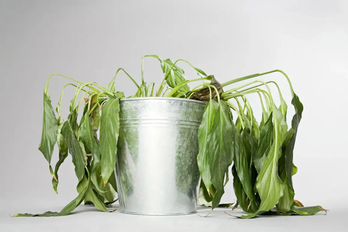 Plante flétrie dans un pot en métal, feuilles tombantes. Une image qui pose la question : pourquoi ma plante perd ses feuilles ?