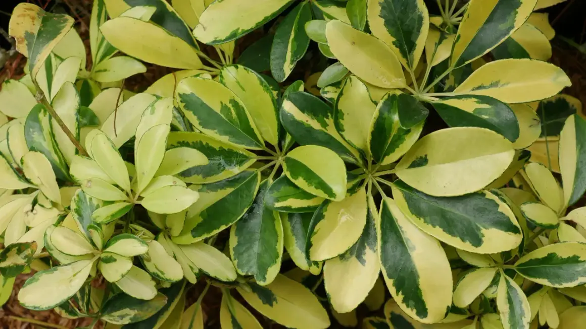 Feuilles panachées de vert et de jaune d'un schefflera arboricola, formant un motif dense et texturé.