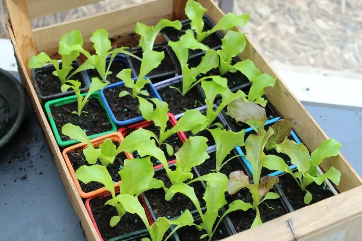 Jeunes plants de laitues dans des godets colorés, prêts à être repiqués. Idéal pour savoir que planter en février et démarrer son potager.