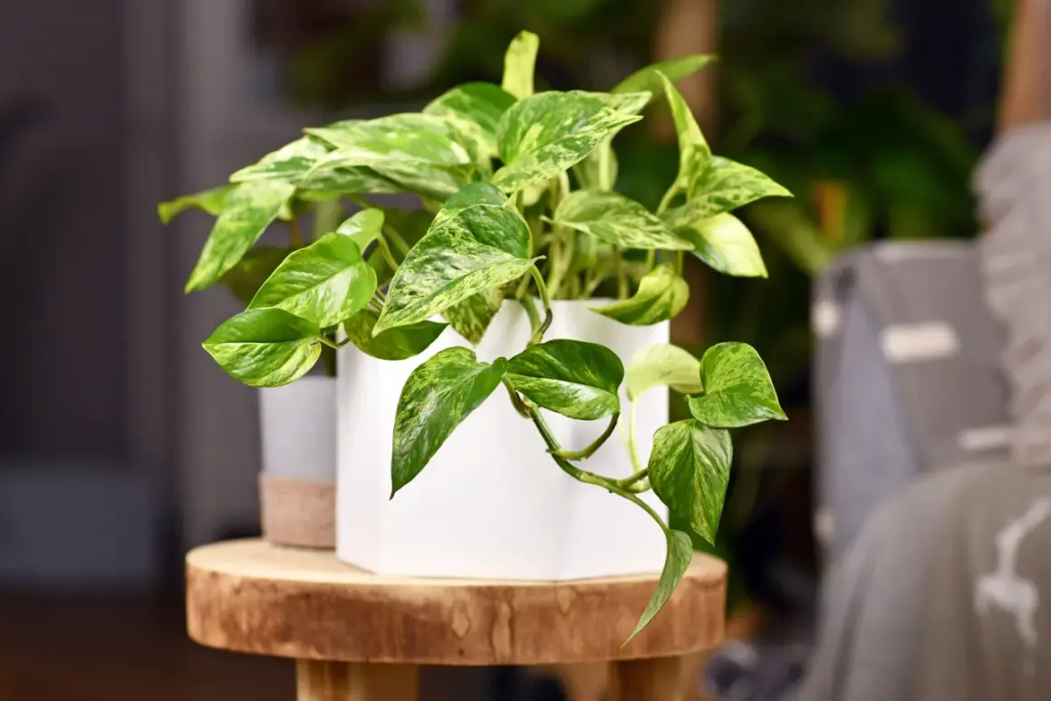 Une plante pour chambre aux feuilles vertes et panachées de blanc, dans un pot blanc, posée sur un rondin de bois.