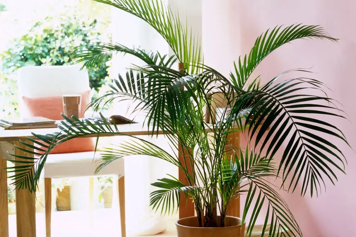 Un beau kentia, parfait pour un entretien facile et une touche tropicale dans votre bureau.