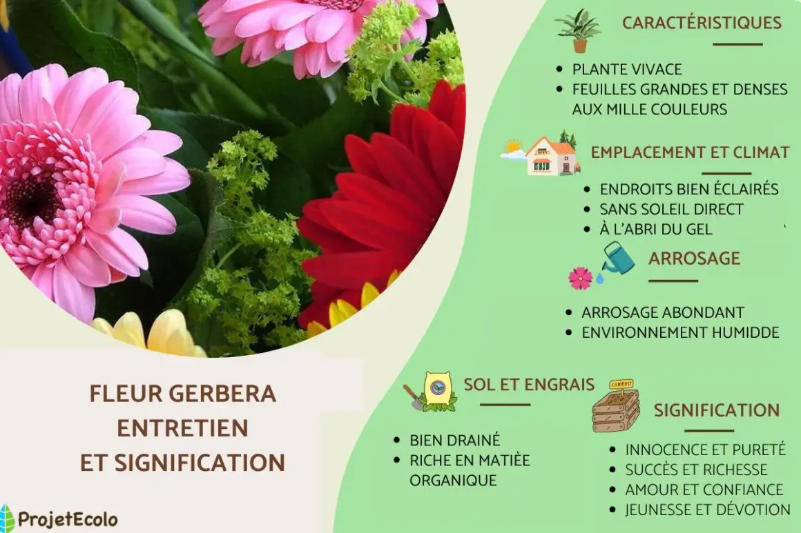 Gerbera : plante vivace d'intérieur ou extérieur, aux couleurs vives. Entretien et signification expliqués.
