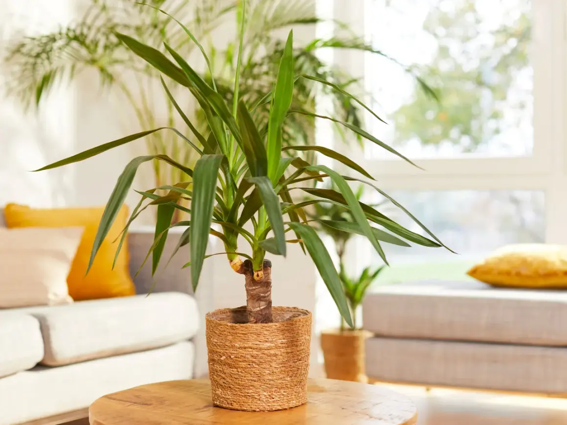 Un élégant yucca d'intérieur, avec ses longues feuilles vertes, trône sur une table basse en bois. Derrière, un canapé confortable et des coussins jaune vif créent une ambiance chaleureuse.