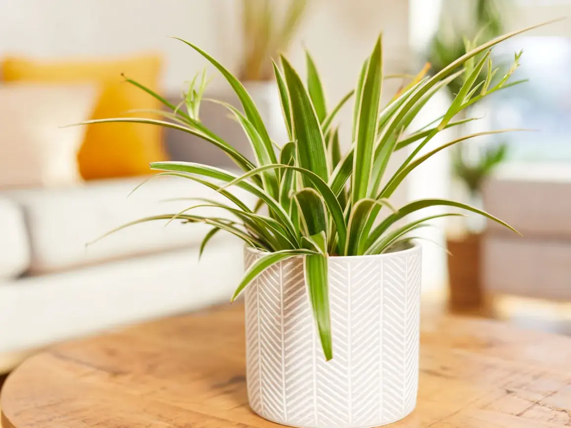 Un chlorophytum comosum, plante araignée aux feuilles vertes et blanches, trône dans un pot décoratif sur une table en bois.