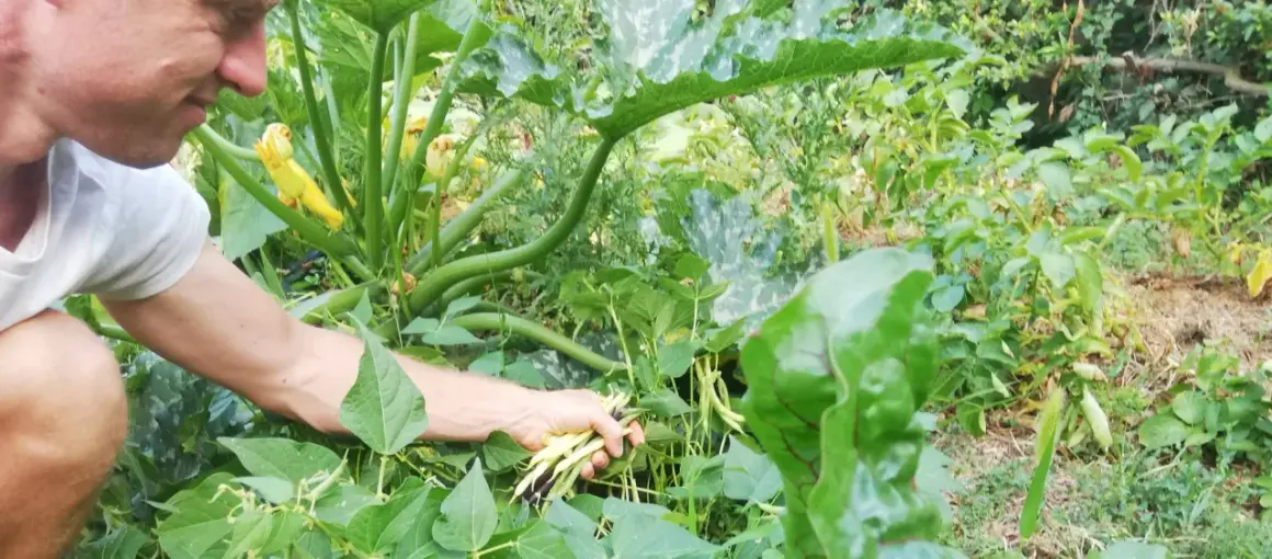 Un homme récolte des haricots verts dans un potager luxuriant. Il est en train de planter des haricots verts pour la prochaine récolte.