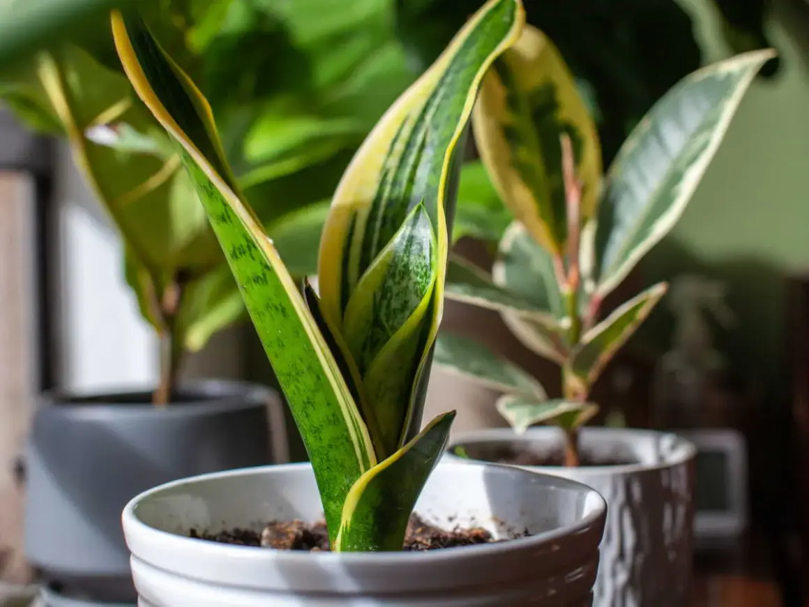 Plantes d'intérieur aux feuilles vertes et jaunes, dont des types de dracaena, dans des pots blancs et gris.