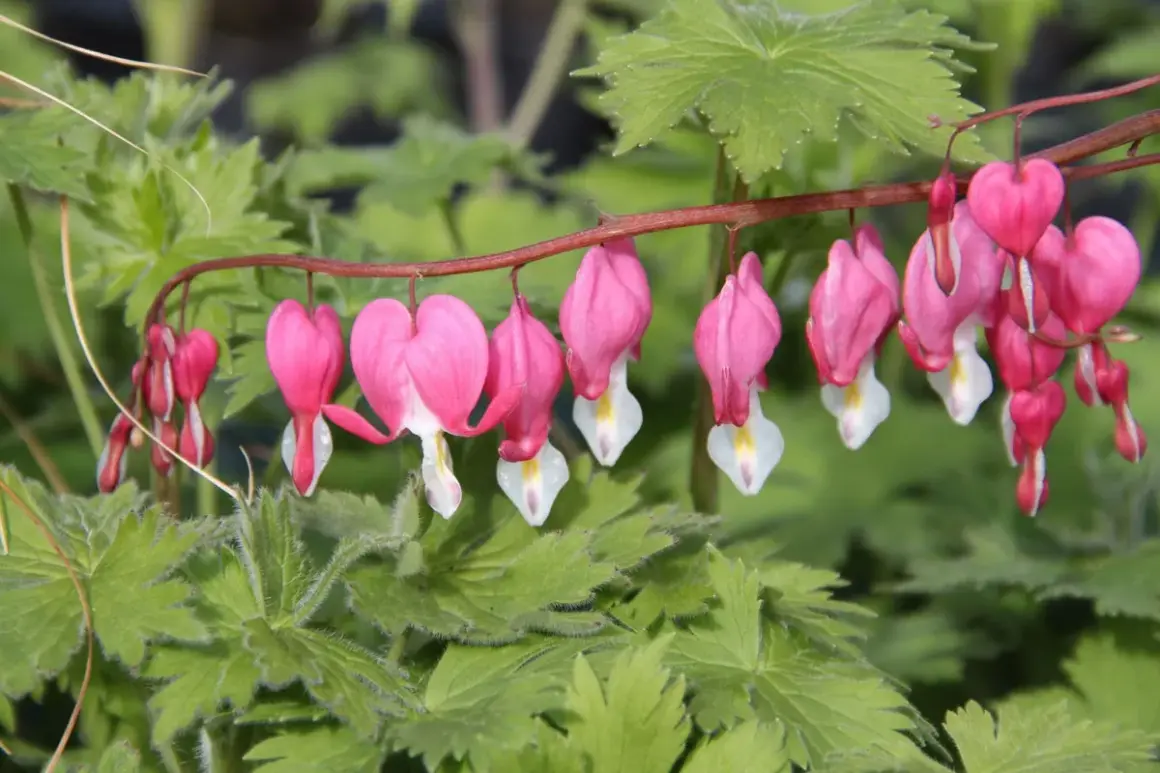 Grappe de fleurs roses en forme de cœur de Marie, pendantes sur une tige rouge, avec des feuilles vertes floues en arrière-plan.