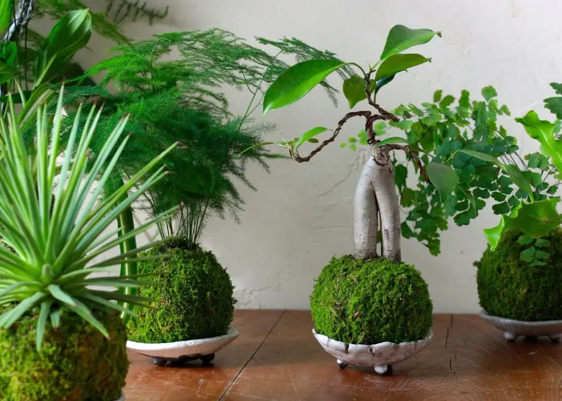 Plusieurs kokedamas, des plantes dans des boules de mousse, sont présentés. Un tuto kokedama pour créer ces merveilles végétales.