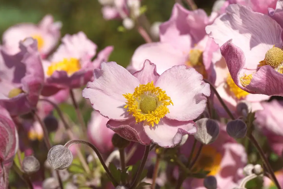 Fleurs d'anémones roses aux cœurs jaunes. La fleur anémone signification évoque la beauté éphémère et la protection.