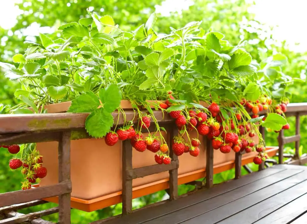 Fraisiers remontants en pleine floraison sur un balcon, prêts à être dégustés. Quand planter fraisier remontant pour une récolte abondante ?