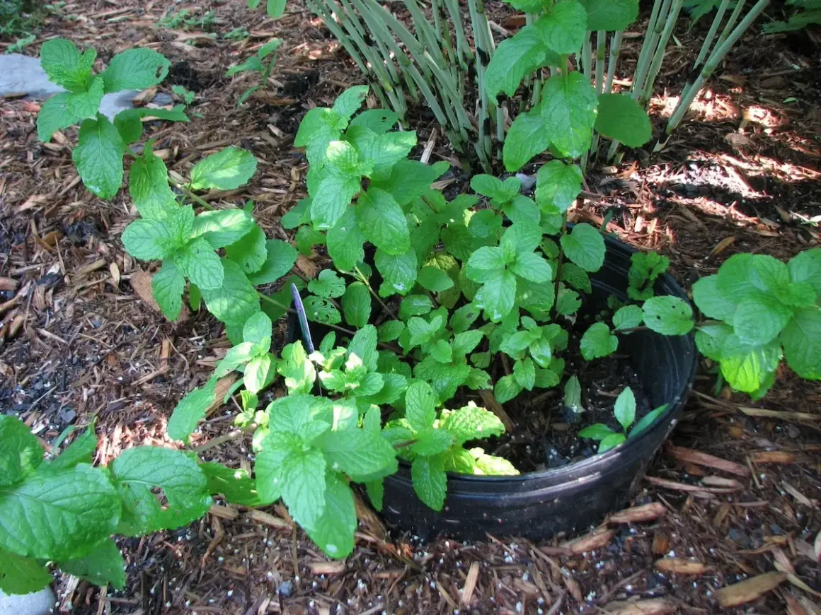 Plante de menthe verte et luxuriante poussant dans un pot noir, entourée de copeaux de bois.