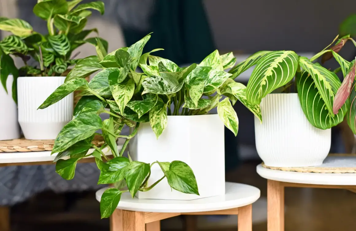 Plantes d'intérieur et d'extérieur aux feuilles vertes et panachées, dans des pots blancs modernes.