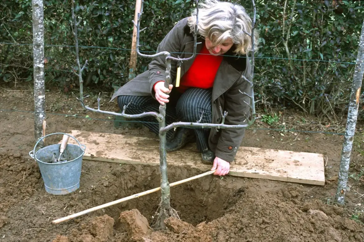Une femme plante un jeune arbre fruitier. C'est le bon moment pour savoir quand planter arbre fruitier.