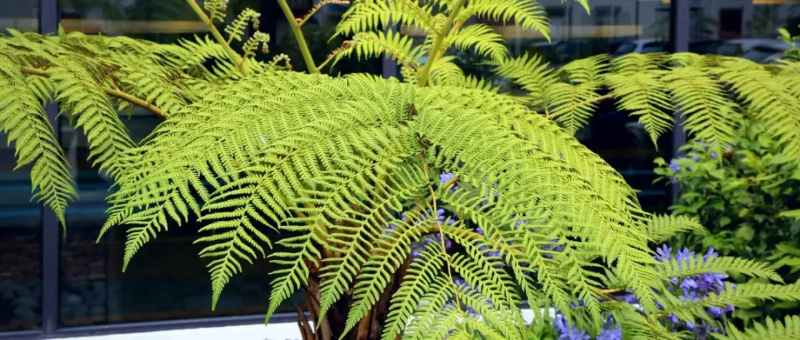 Gros plan sur les frondes luxuriantes d'une fougère arborescente, d'un vert vif, avec des touches de fleurs bleues en arrière-plan.