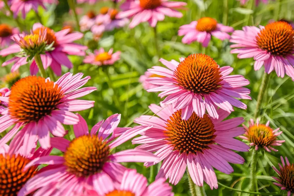 Champ de fleurs roses d'échinacées aux cœurs orange vifs. Une plante extérieur sans entretien qui embellit le jardin.