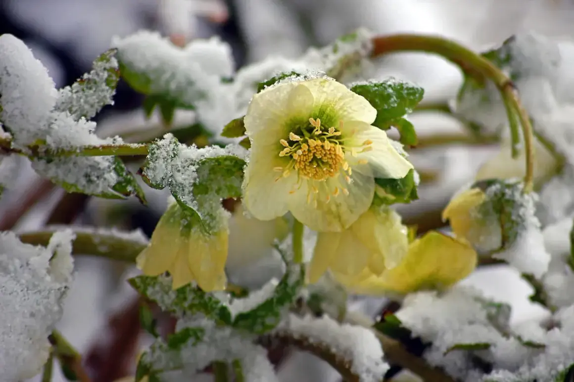 Fleur du mois de janvier, une rose de Noël blanche et jaune, émerge de la neige.