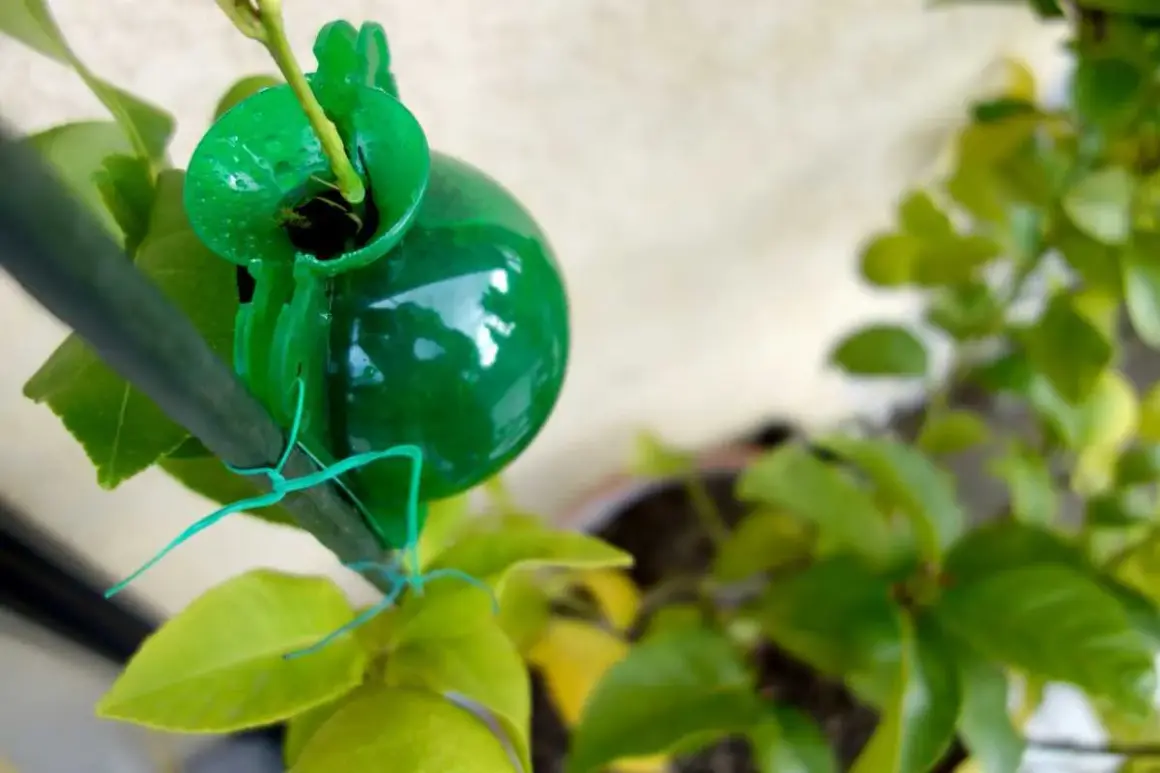 Bouturer un citronnier dans l'eau avec une capsule verte. Une nouvelle vie pour cette branche.
