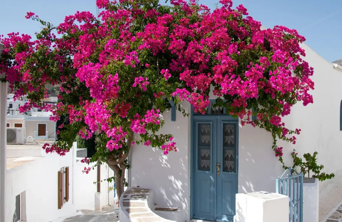 Un bougainvillier éclatant de rose devant une porte bleue. Idéal pour savoir où mettre un bougainvillier, il embellit cette façade blanche.