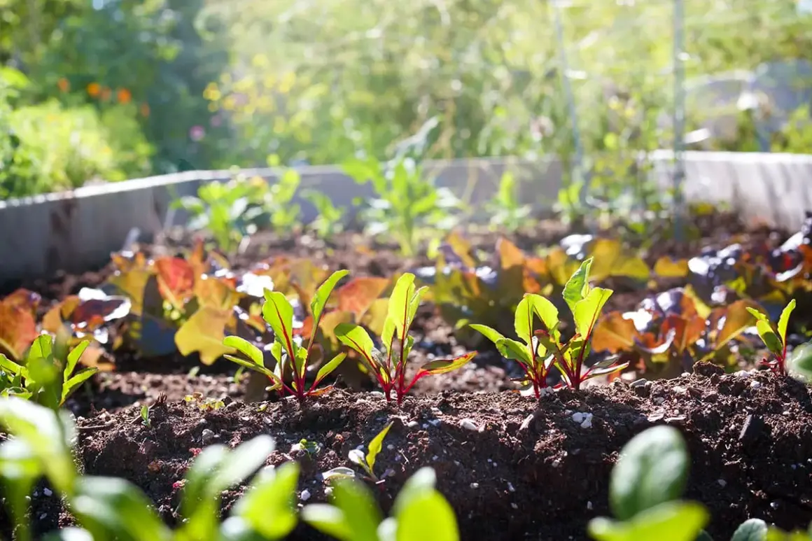 Jeunes pousses de betteraves, parfaites à planter en avril. Le soleil illumine ce potager prometteur.