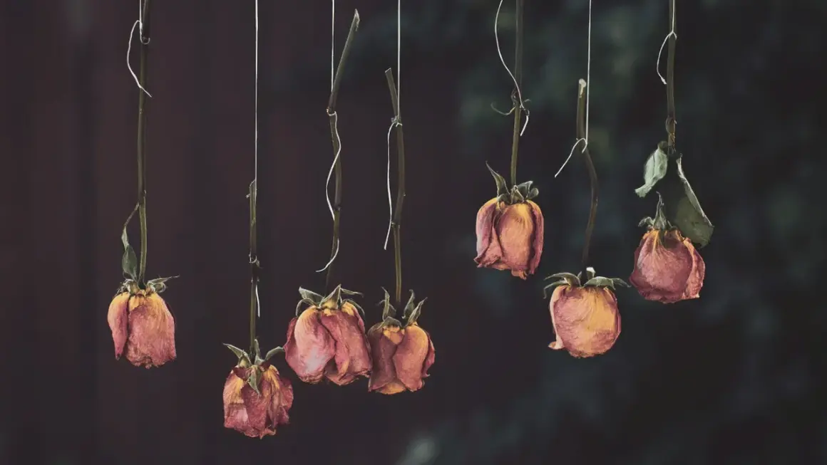 Huit roses séchées, suspendues par des fils, illustrent comment faire sécher une rose pour préserver sa beauté fanée.