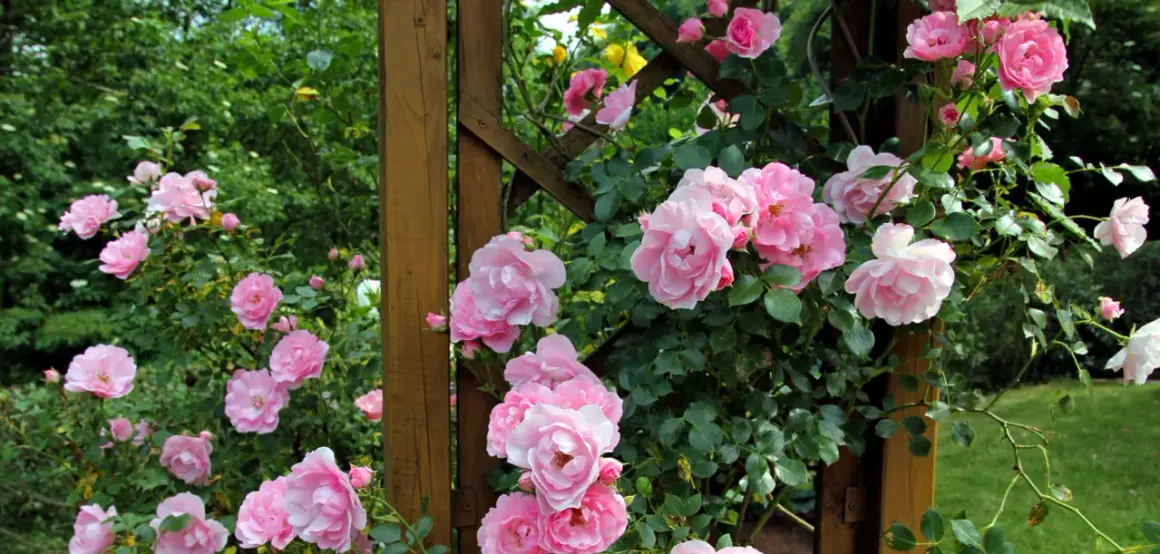 Magnifique plantation rosier grimpant aux fleurs roses épanouies sur une structure en bois.