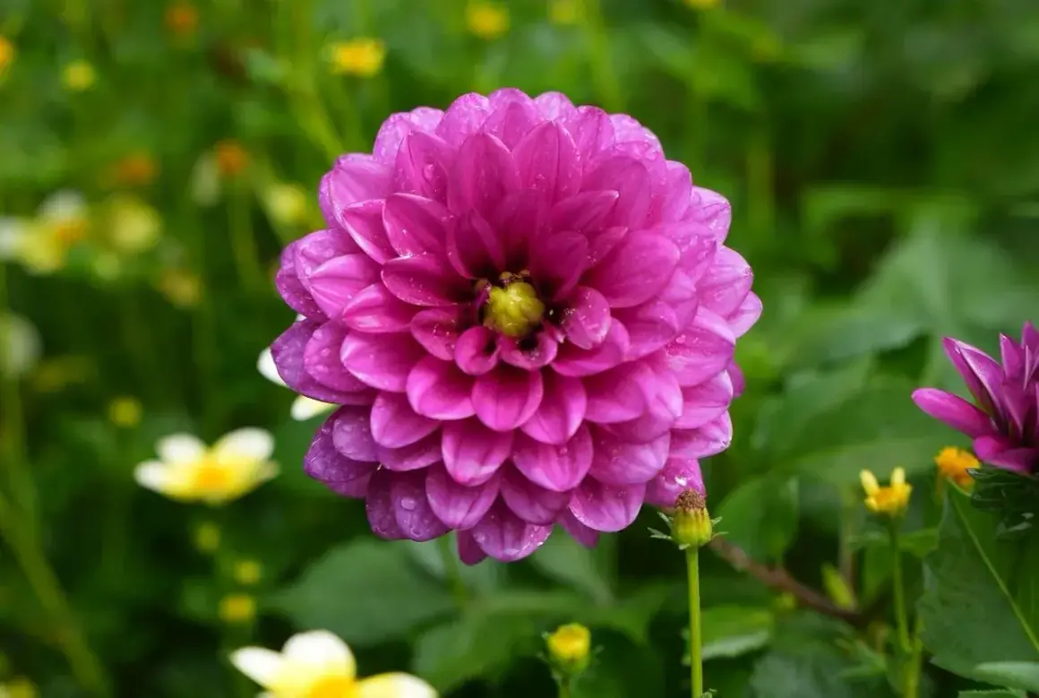 Gros plan sur un dahlia rose vif, ses pétales délicats couverts de gouttes de rosée. Une belle fleur en exposition, entourée de verdure et de touches de jaune.