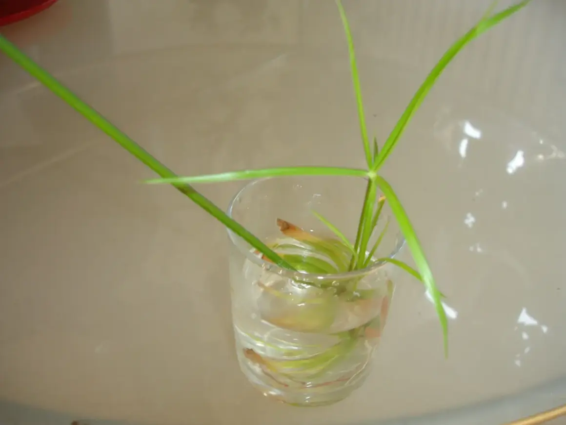 Une bouture de papyrus, avec ses longues tiges vertes, est en train de prendre racine dans un verre d'eau.