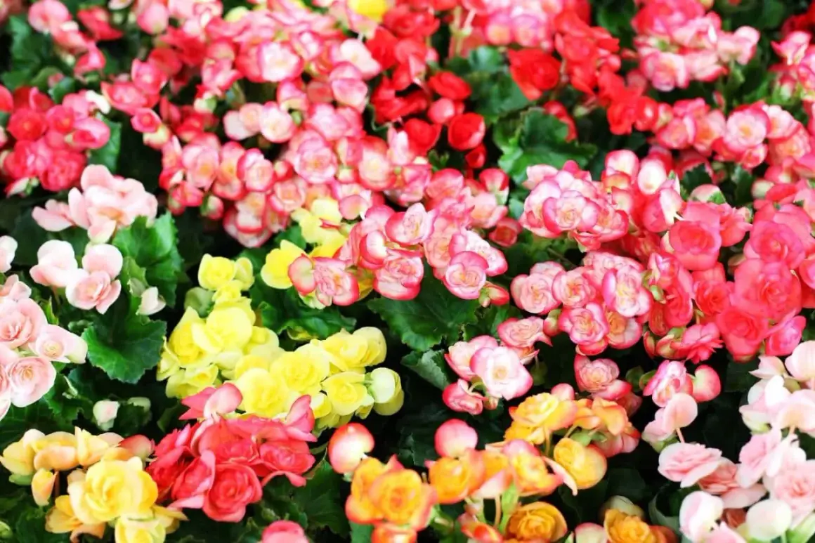 Un parterre de bégonias aux couleurs vives, roses, rouges et jaunes. Le bégonia signification est souvent liée à la joie et à la gratitude.