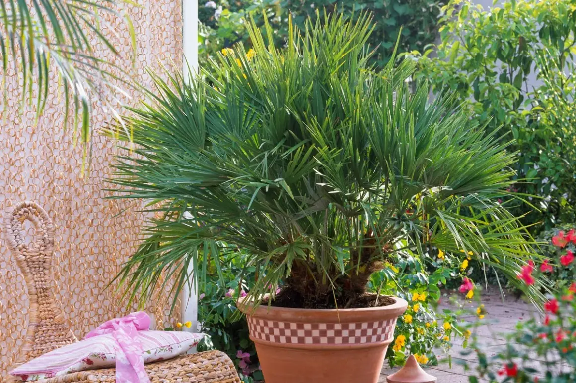 Un beau Trachycarpus fortunei, un palmier luxuriant en pot, orne un patio ensoleillé, entouré de fleurs colorées et d'un fauteuil en rotin.