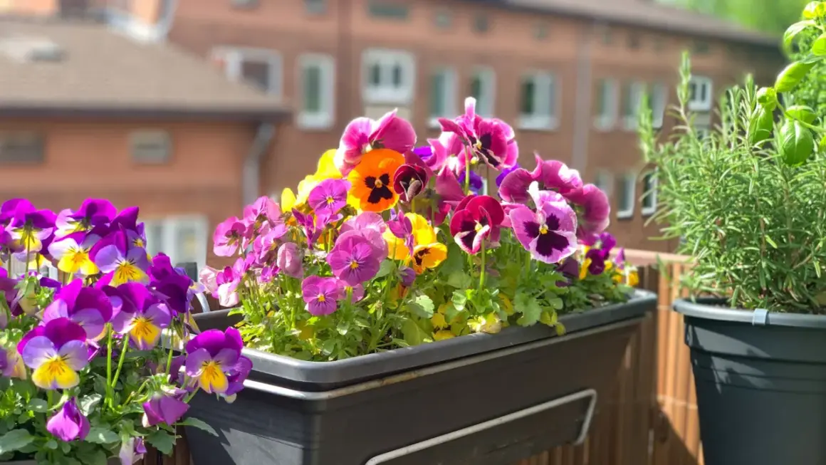 Un joyeux mélange de pensées aux couleurs vives, une véritable fleur de juin, égaie un balcon ensoleillé.