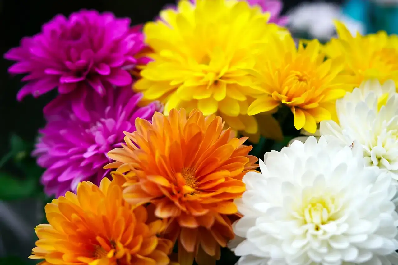 Quelle fleur de naissance en novembre ? Le chrysanthème