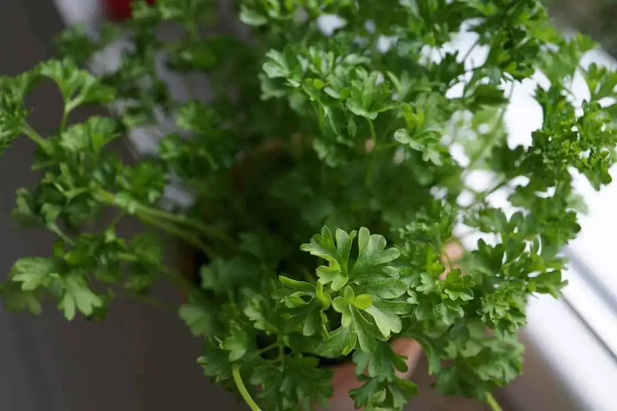 Persil en pot - les gestes clés pour une récolte durable