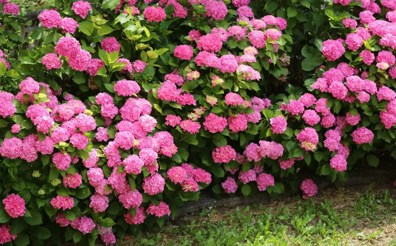Calendrier des fleurs par mois pour fleurir toute l’année