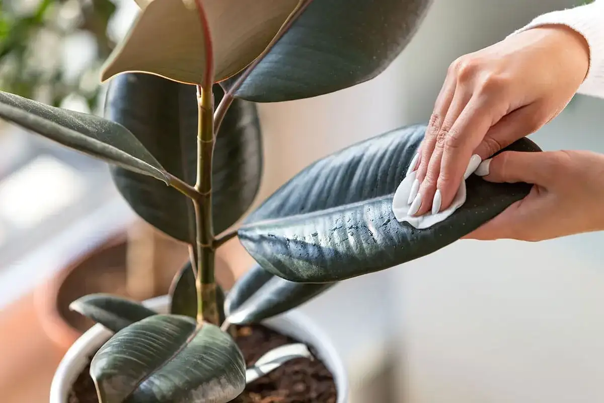 Nettoyer les feuilles de plantes - Le guide complet pour un feuillage sain