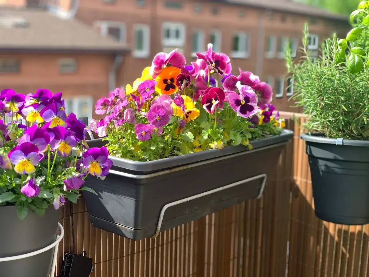 Fleurs de saison sur un balcon - le calendrier pour toute l’année