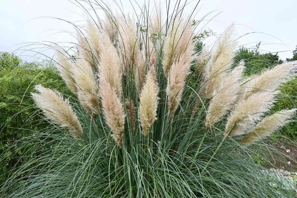 Quand couper les fleurs de pampa pour les faire sécher ?
