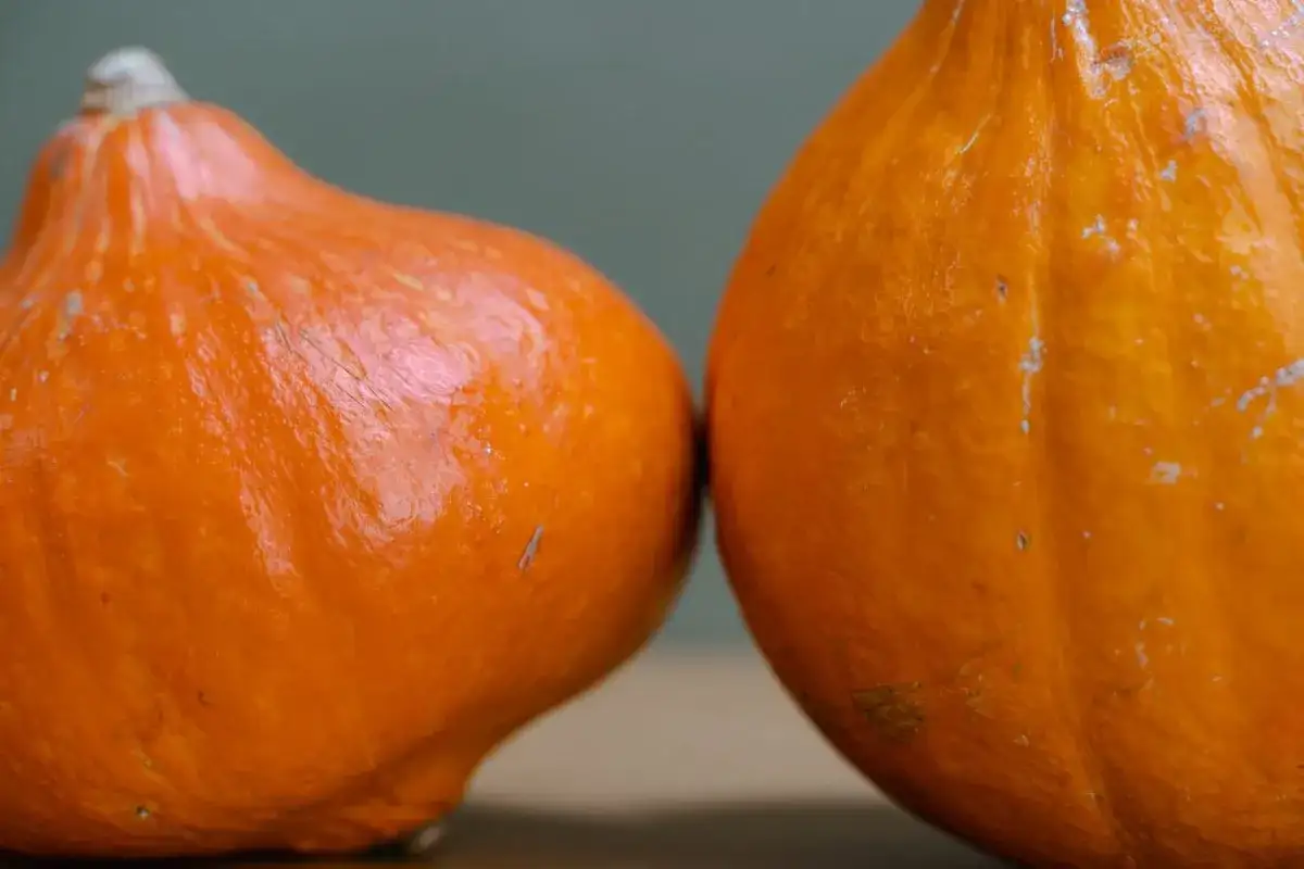 Planter le potimarron au bon moment et réussir sa récolte