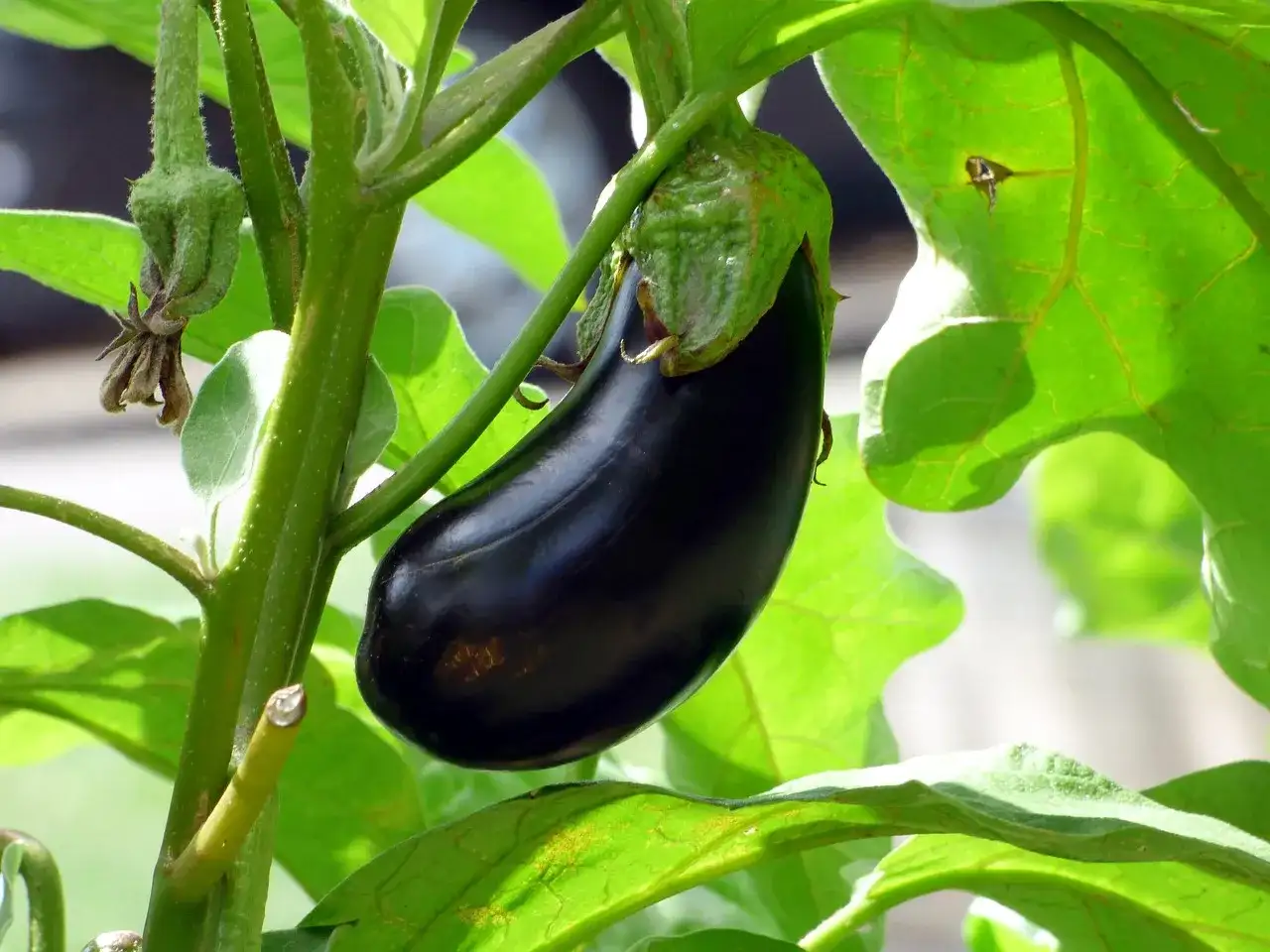 Planter une aubergine au bon moment et réussir sa récolte