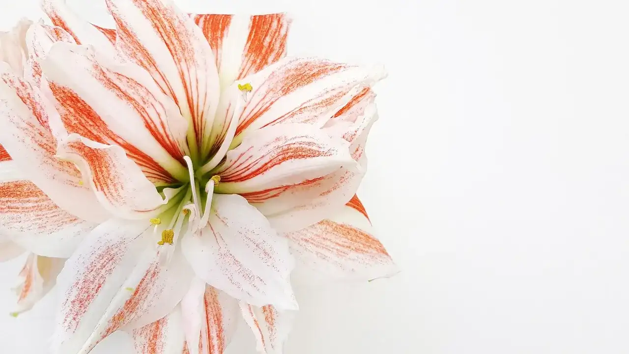 Amaryllis - quelle est sa signification selon la couleur ?
