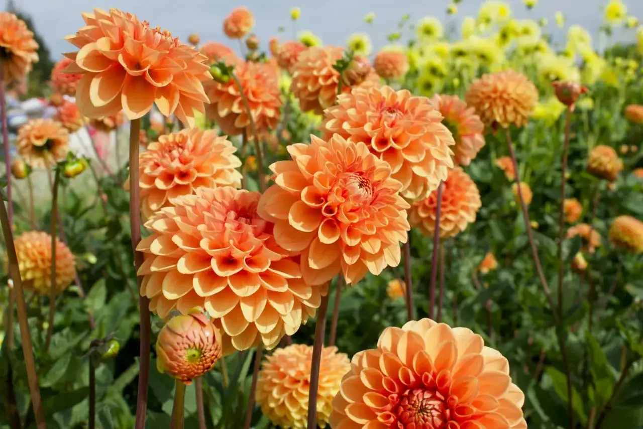 Signification du dahlia - couleurs, occasions et culture