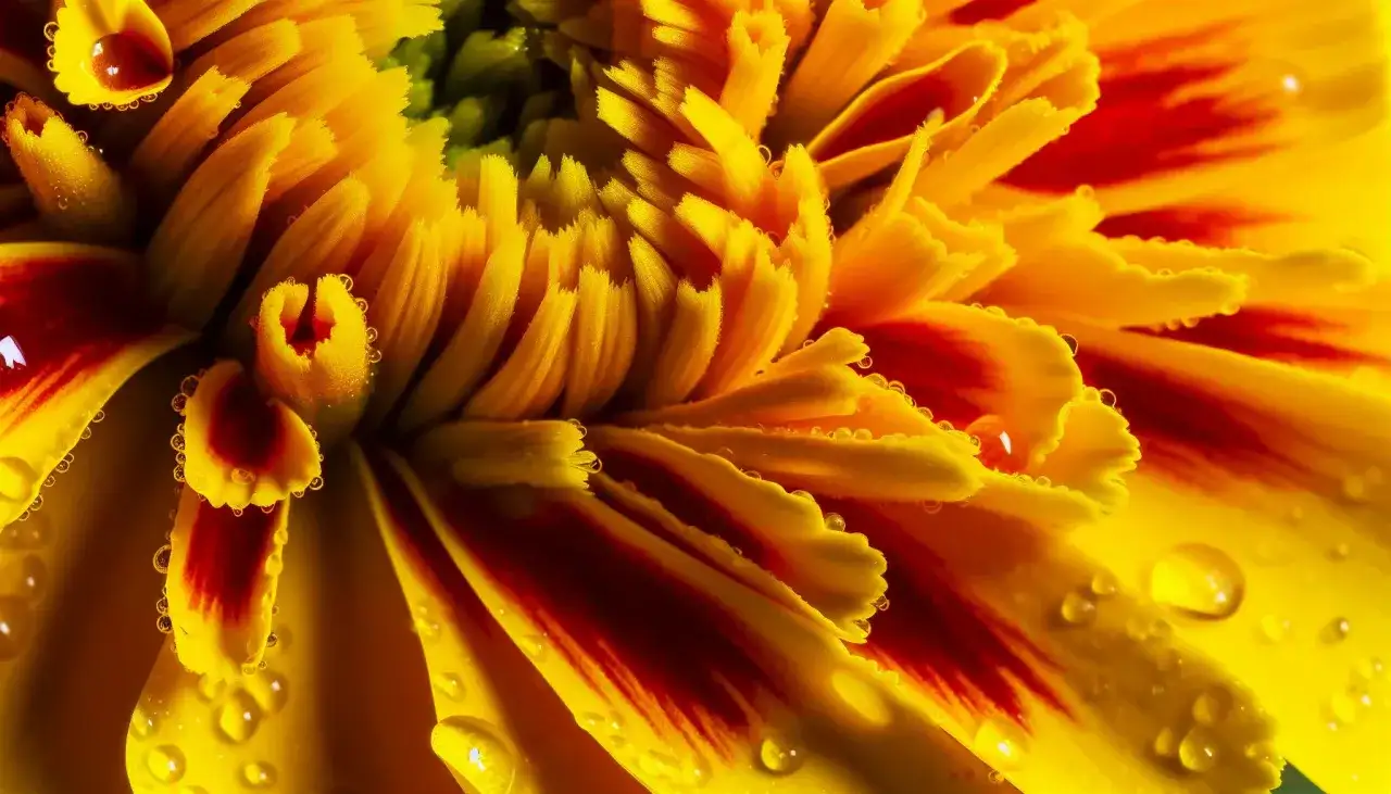 Quelle fleur choisir en octobre, du souci au chrysanthème ?