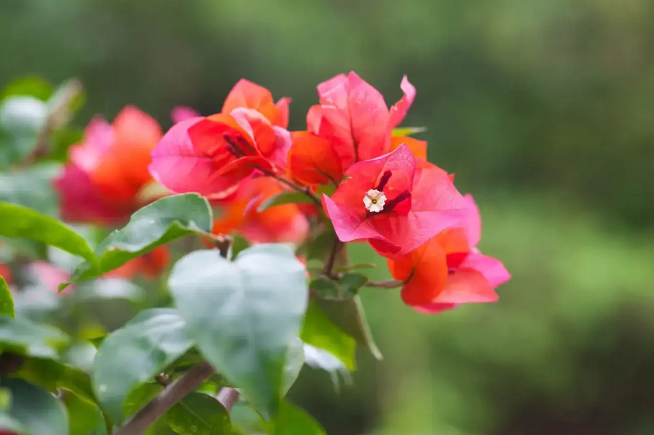 Fleurs de juillet - nos idées pour un été fleuri au jardin