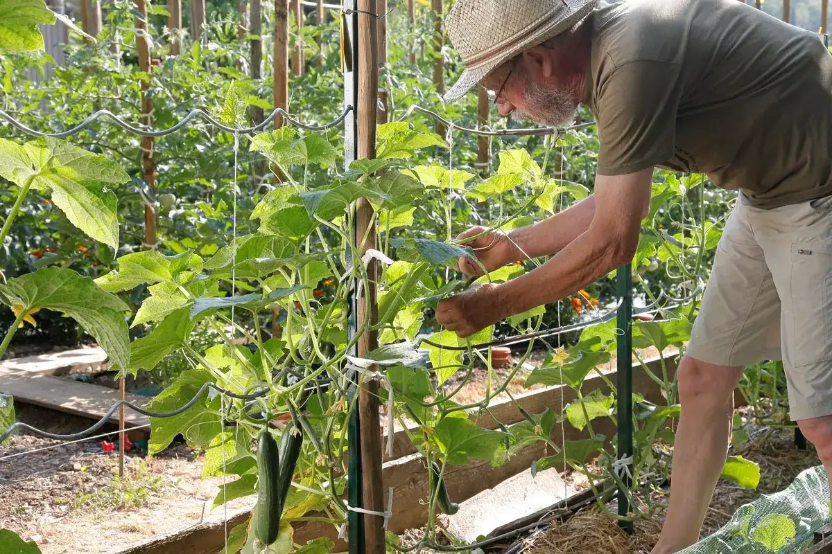 Comment palisser les concombres en hauteur au potager