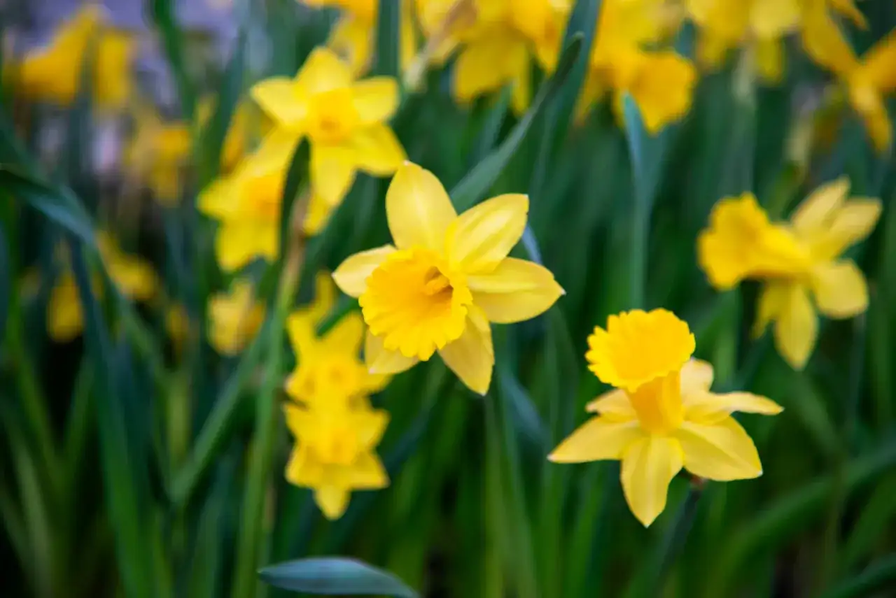 Fleur de naissance de mars - le narcisse à offrir et à planter